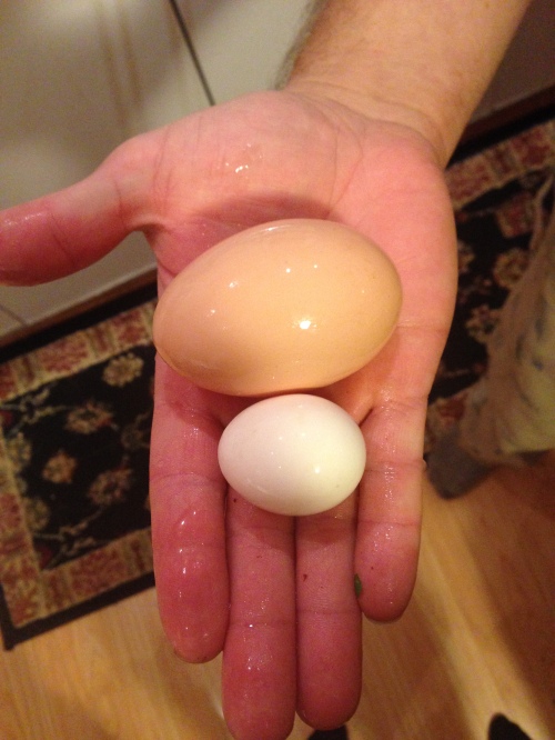 Different size chickens lay different size eggs; its a fact!